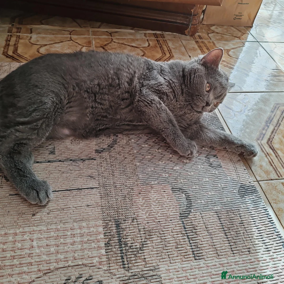 British gatti in vendita: Gatto British Shorthair – 11 mesi 🐾  a Provincia di Vicenza - Annuncio 2