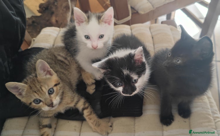 Altre razze gatti - Annuncio 12