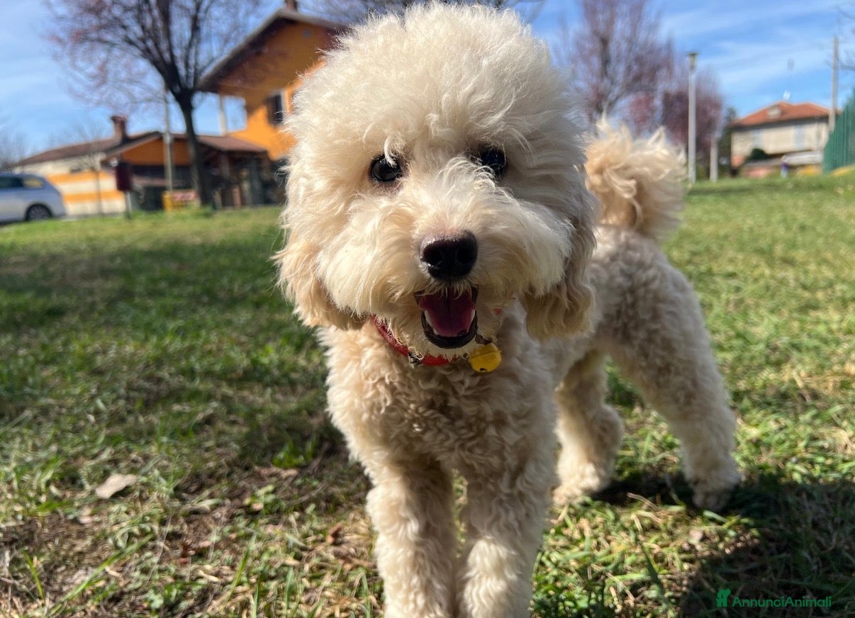 Barboncino cani Il cucciolo cerca casa - Annuncio 2