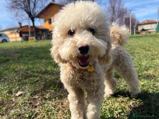 Barboncino cani Il cucciolo cerca casa - Annuncio 2