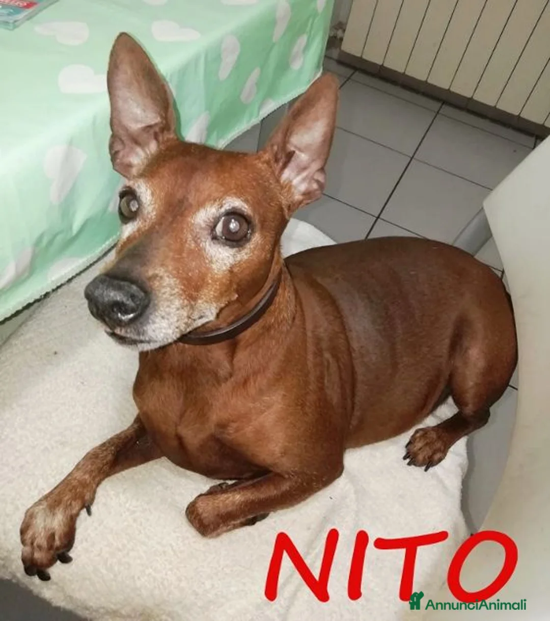 Meticcio cani in regalo: NITO piccolo nonnino rimasto solo! a Provincia di Viterbo - Annuncio 2