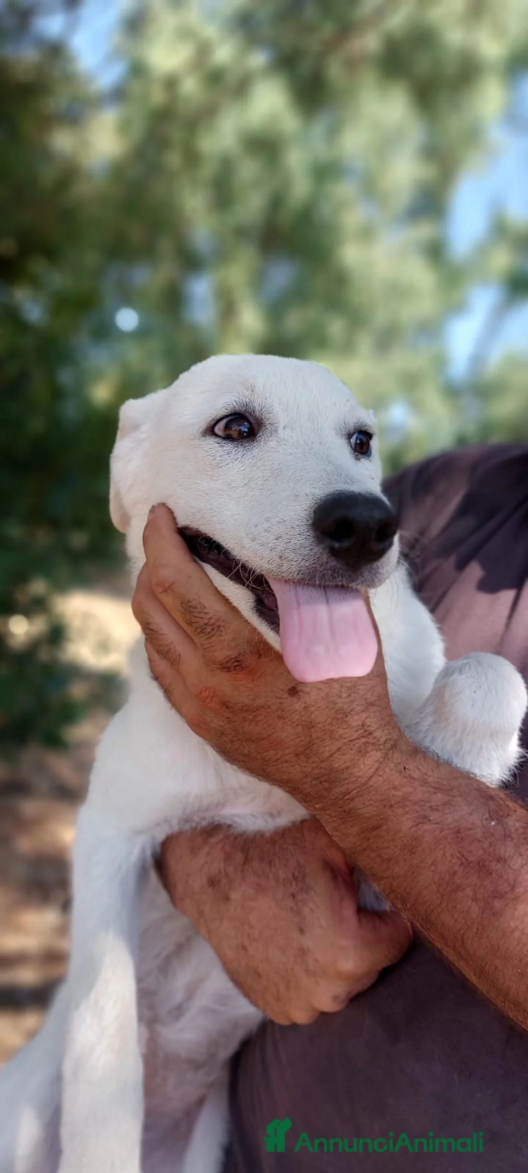 Meticcio cani in regalo: Mix pastorini sui 5mesi IN PERICOLO!!SOS CAGLIARI - Annuncio 10