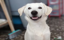 Meticcio cani in regalo: Giotto in adozione a Provincia di Taranto - Immagine 1