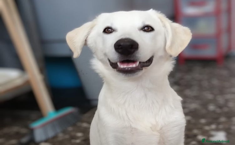 Meticcio cani a Provincia di Taranto - Annuncio 18