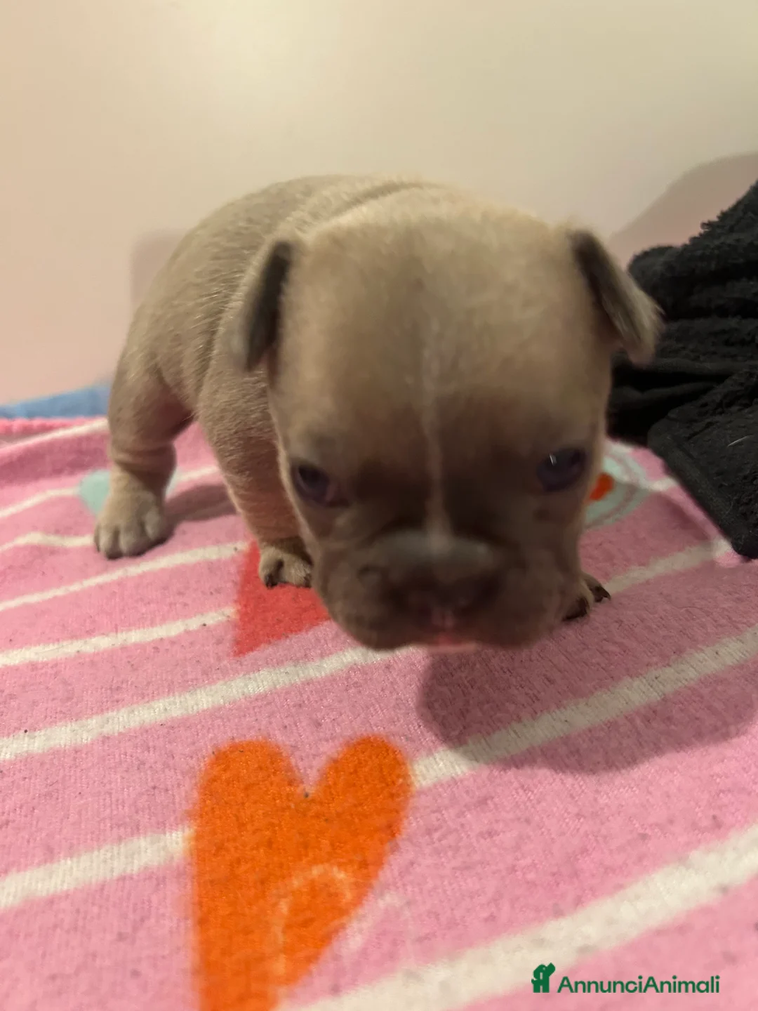 Bulldog Francese cani in vendita: Ciao io sono macchia - Annuncio 6