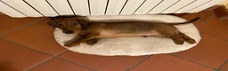 Bassotto cani in vendita: Bassotto standard pelo duro - Annuncio 4