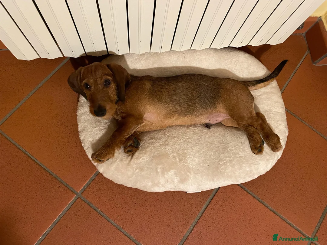 Bassotto cani in vendita: Bassotto standard pelo duro - Annuncio 4