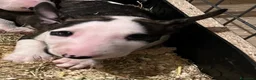 Bull Terrier cani in vendita: ‼️DISPONIBILI CUCCIOLI BULL TERRIER STANDARD ‼️ - Annuncio 12