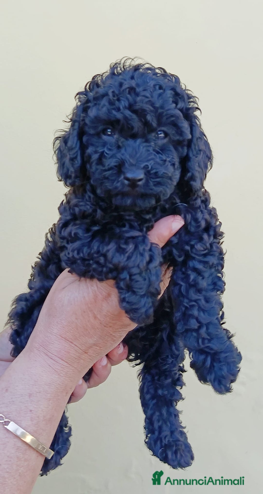 Barboncino cani in vendita: Barboncini Nani disponibili con Pedigree ENCI  - Annuncio 19