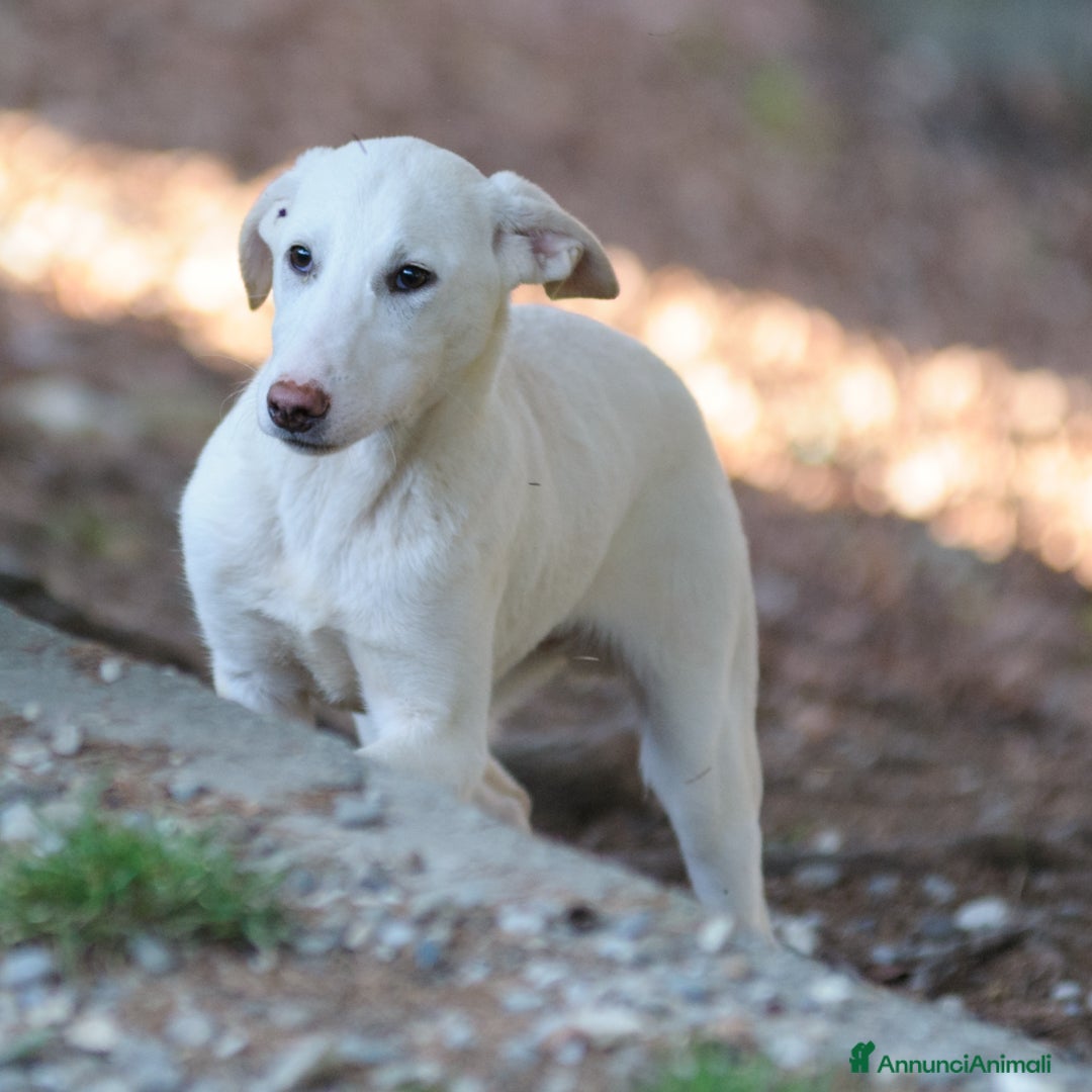 Meticcio cani OLIVER - Annuncio 31