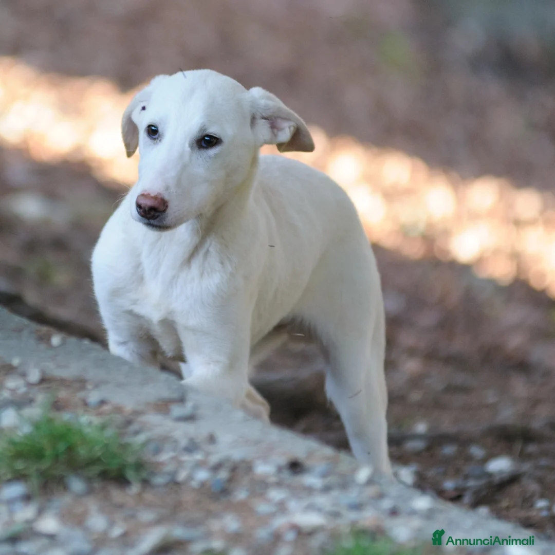 Meticcio cani in regalo: OLIVER - Annuncio 1