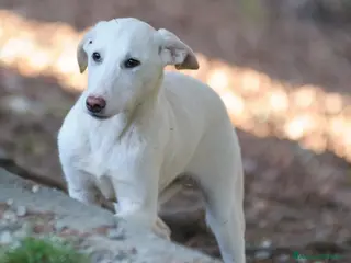 Meticcio cani OLIVER - Annuncio 31