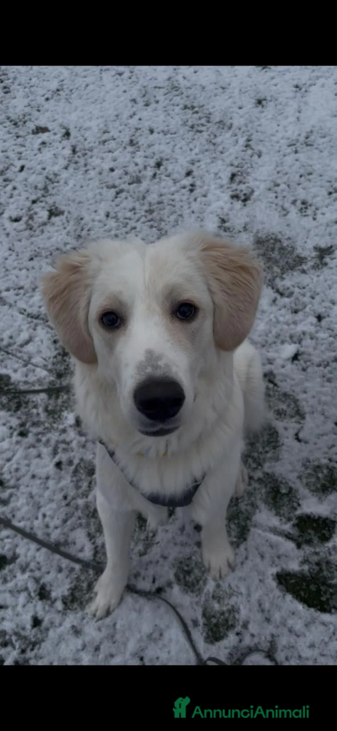 Meticcio cani in regalo: Paula: cucciolona socievole equilibrata  - Annuncio 8