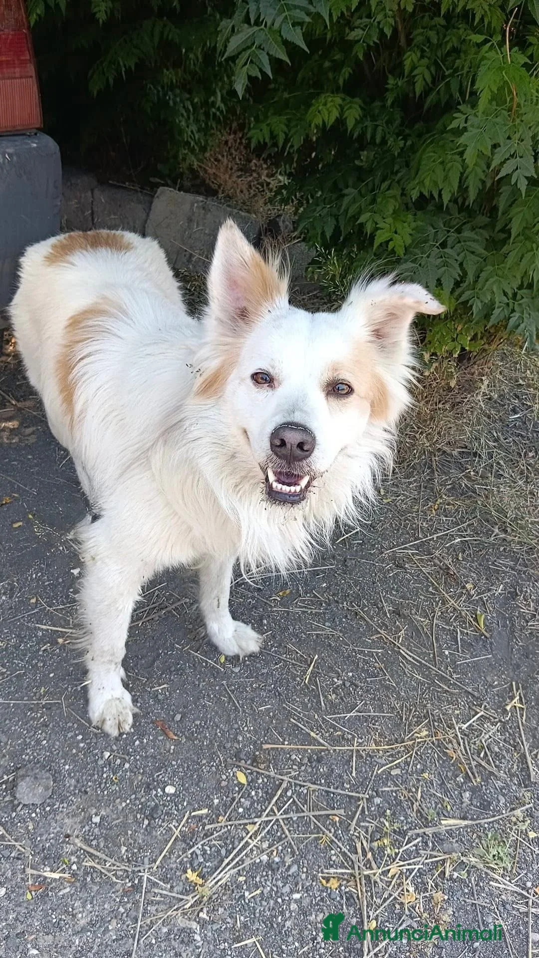 Border Collie cani in regalo: Simba, cerca casa💙 - Annuncio 1