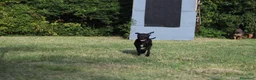 Pitbull cani in vendita: Cucciola Pit Bull con pedigree anche a rate - Annuncio 16