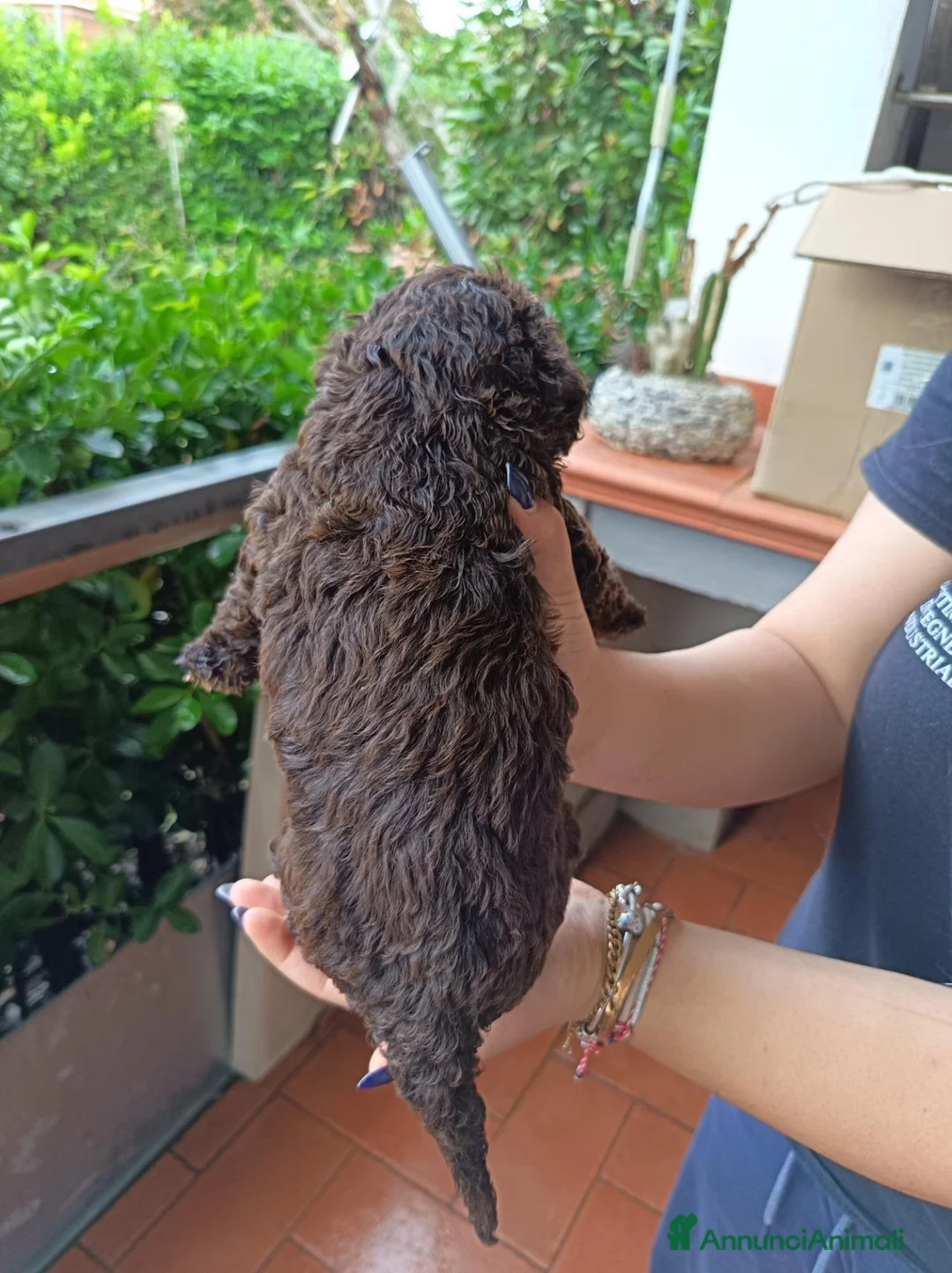 Lagotto cani in vendita: Cuccioli di Lagotto Romagnolo a Città metropolitana di Roma Capitale - Annuncio 11