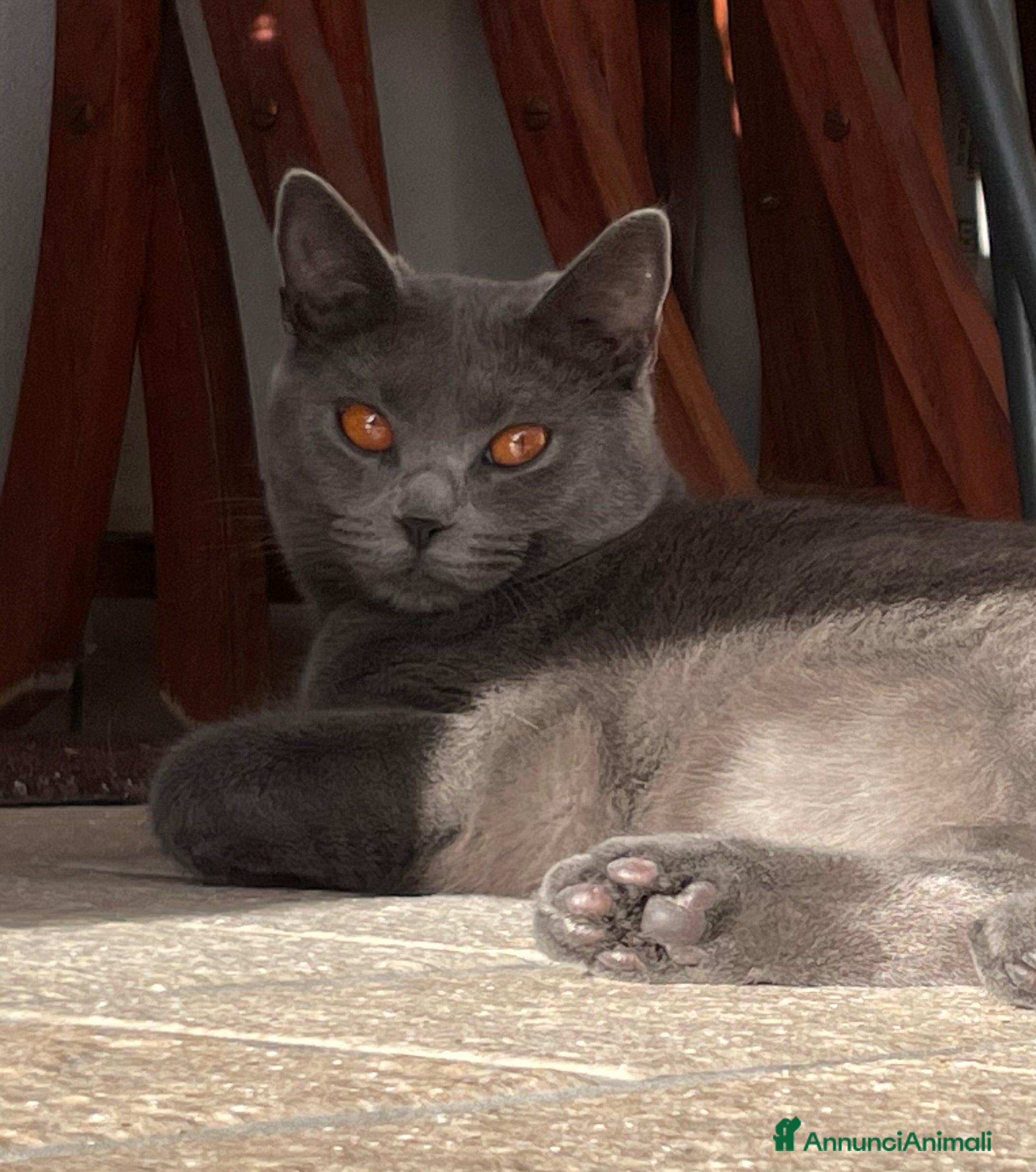 Certosino gatti in vendita: Cucciole femmine chartreux  - Annuncio 1
