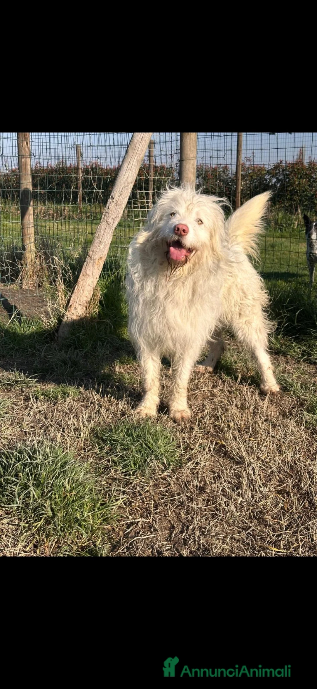 Meticcio cani in regalo: TRADITO DA CHI AMAVA! 2 ANNI  a Provincia di Ferrara - Annuncio 8
