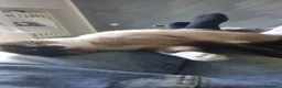 Siamese gatti in regalo: Regalo siamese di 1 anno circa femmina  - Annuncio 4