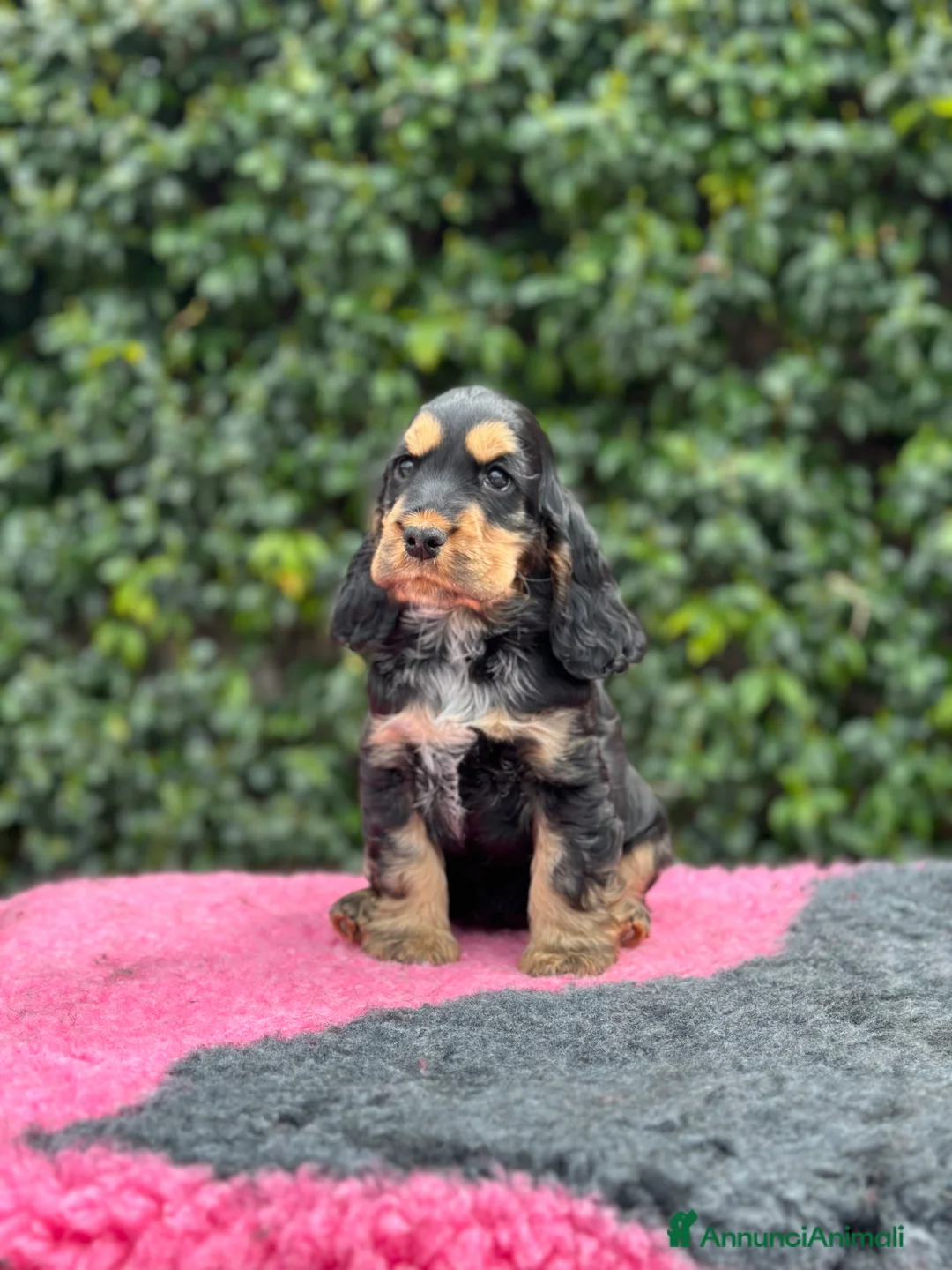 Cocker cani in vendita: Cocker spaniel inglese  - Annuncio 3
