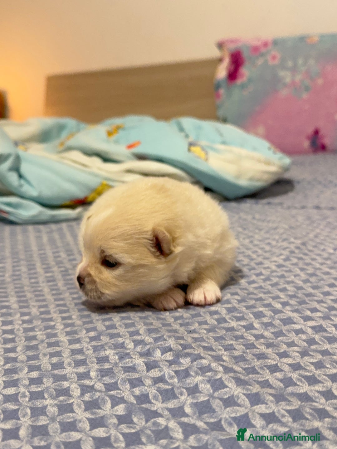 Volpino Pomerania cani in vendita: Volpini - Annuncio 4