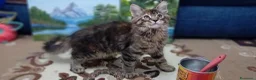 Maine Coon gatti in vendita: Maine Coon cucciola - Annuncio 5