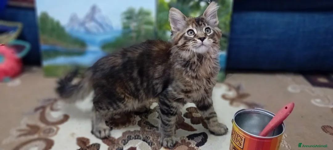 Maine Coon gatti in vendita: Maine Coon cucciola - Annuncio 5
