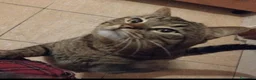 Meticcio gatti in regalo: Gatto Tigrato - Annuncio 3