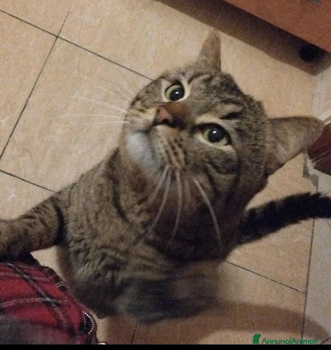 Meticcio gatti in regalo: Gatto Tigrato - Annuncio 3