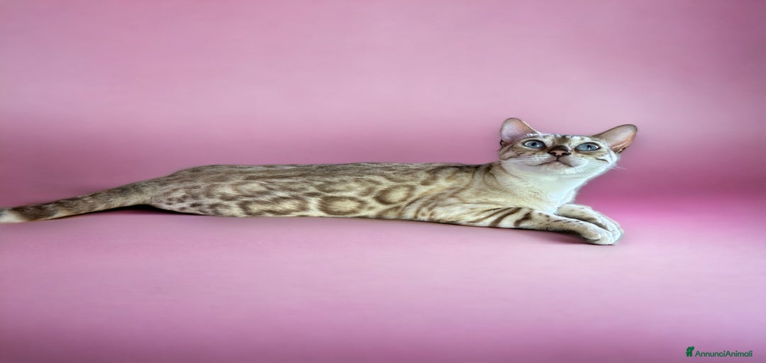 Immagine della galleria {{count}}