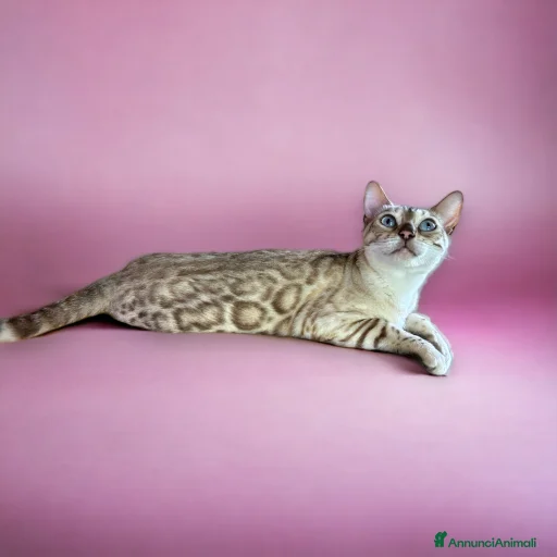 Immagine della galleria {{count}}