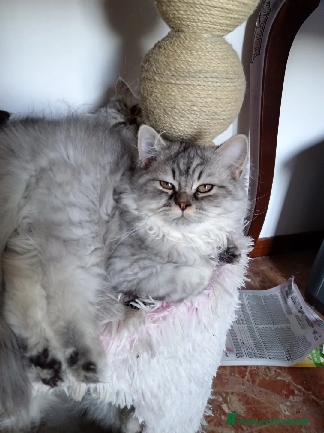 Persiano gatti in vendita: ULTIMO CUCCIOLO DI PERSIANO DOLLFACE - Annuncio 2