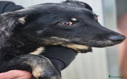 Meticcio cani in regalo: Luigi: timido, docile, socievole  a Città Metropolitana di Genova - Immagine 11