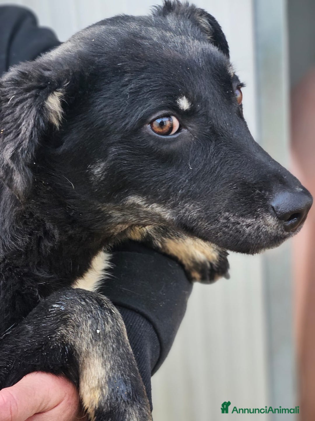 Meticcio cani in regalo: Luigi: timido, docile, socievole  a Città Metropolitana di Genova - Immagine 11