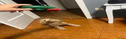 Barboncino Toy cani per accoppiamento: Barboncino toy per accoppiamento a Ente di decentramento regionale di Udine - Annuncio 2