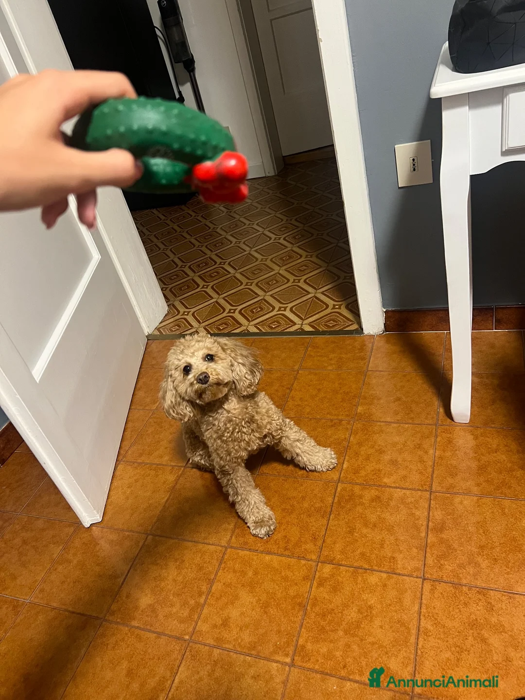 Barboncino Toy cani per accoppiamento: Barboncino toy per accoppiamento a Ente di decentramento regionale di Udine - Annuncio 2