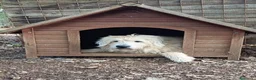 Meticcio cani in regalo: REBECCA dolcissima rimasta sola... a Città Metropolitana di Firenze - Annuncio 8