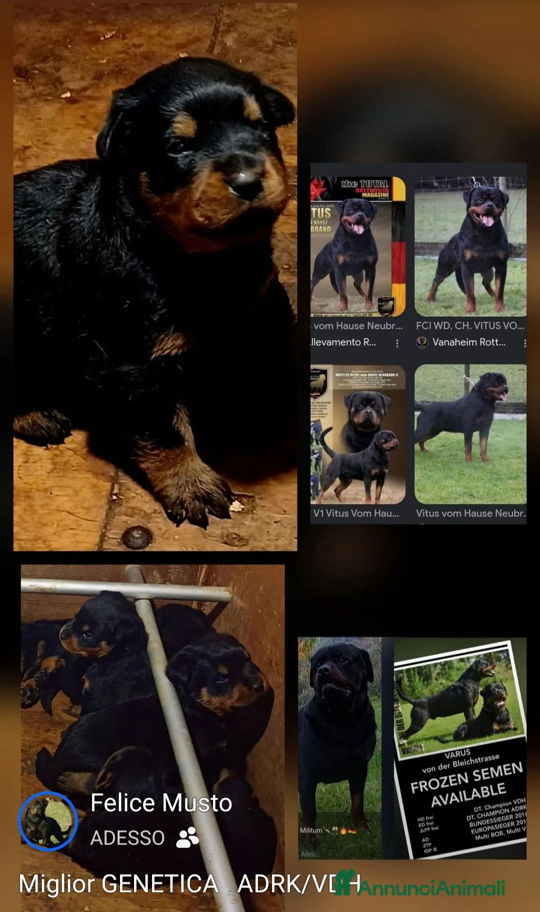 Rottweiler cani in vendita: Cuccioli rottweiler  - Annuncio 2