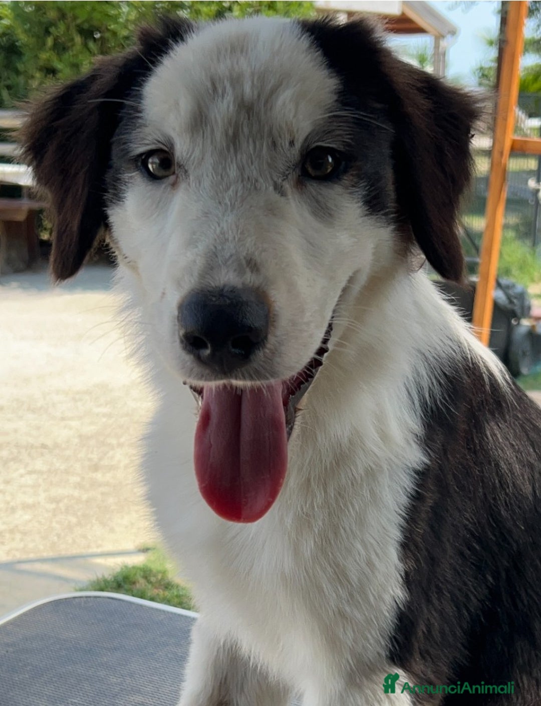 Australian Shepherd cani in vendita: Australian Shepherd - Annuncio 1