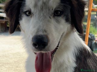 Australian Shepherd cani Australian Shepherd - Annuncio 15