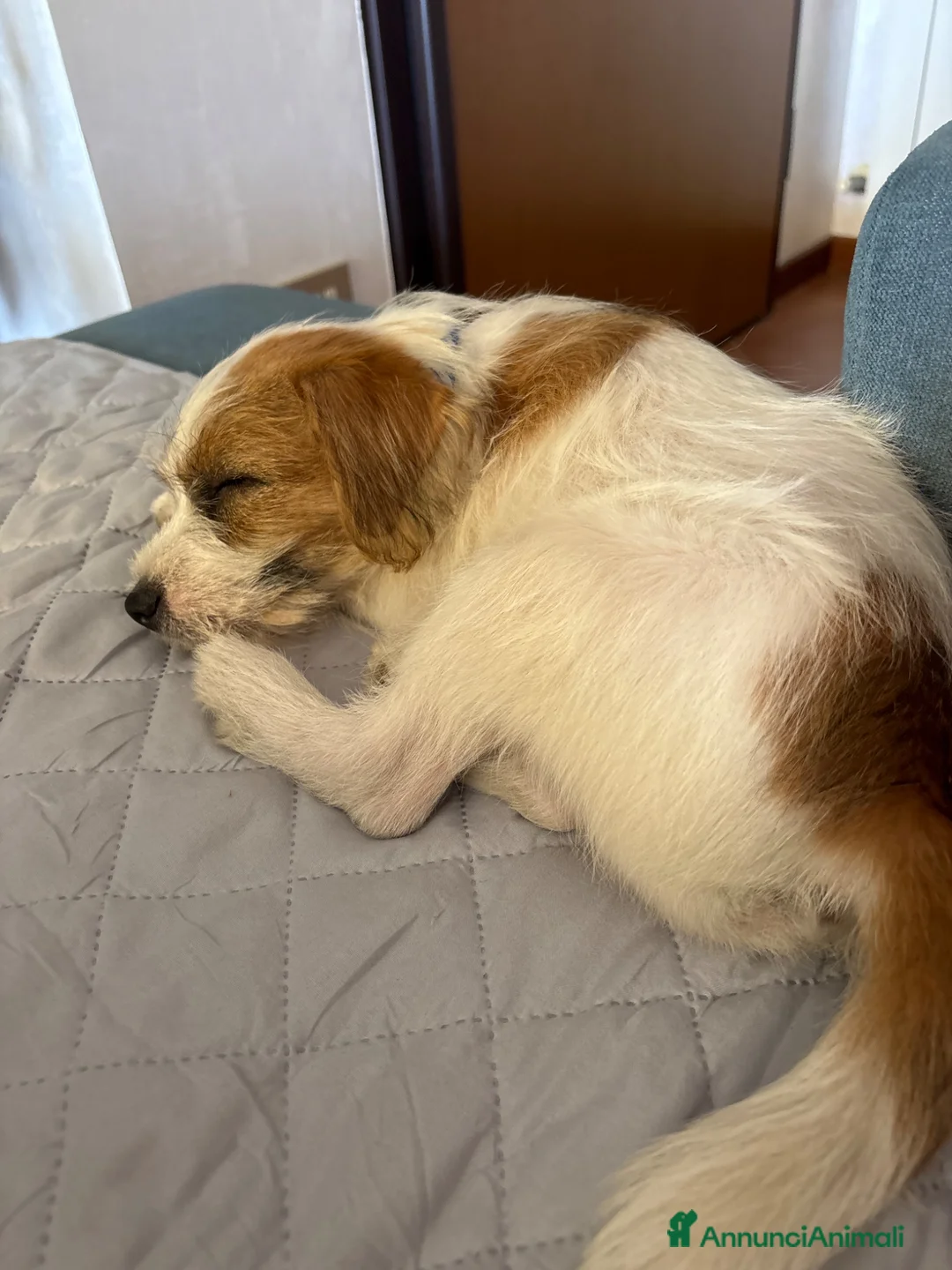 Jack Russell cani in vendita: Cucciolo di jack russell pelo ruvido - Annuncio 2