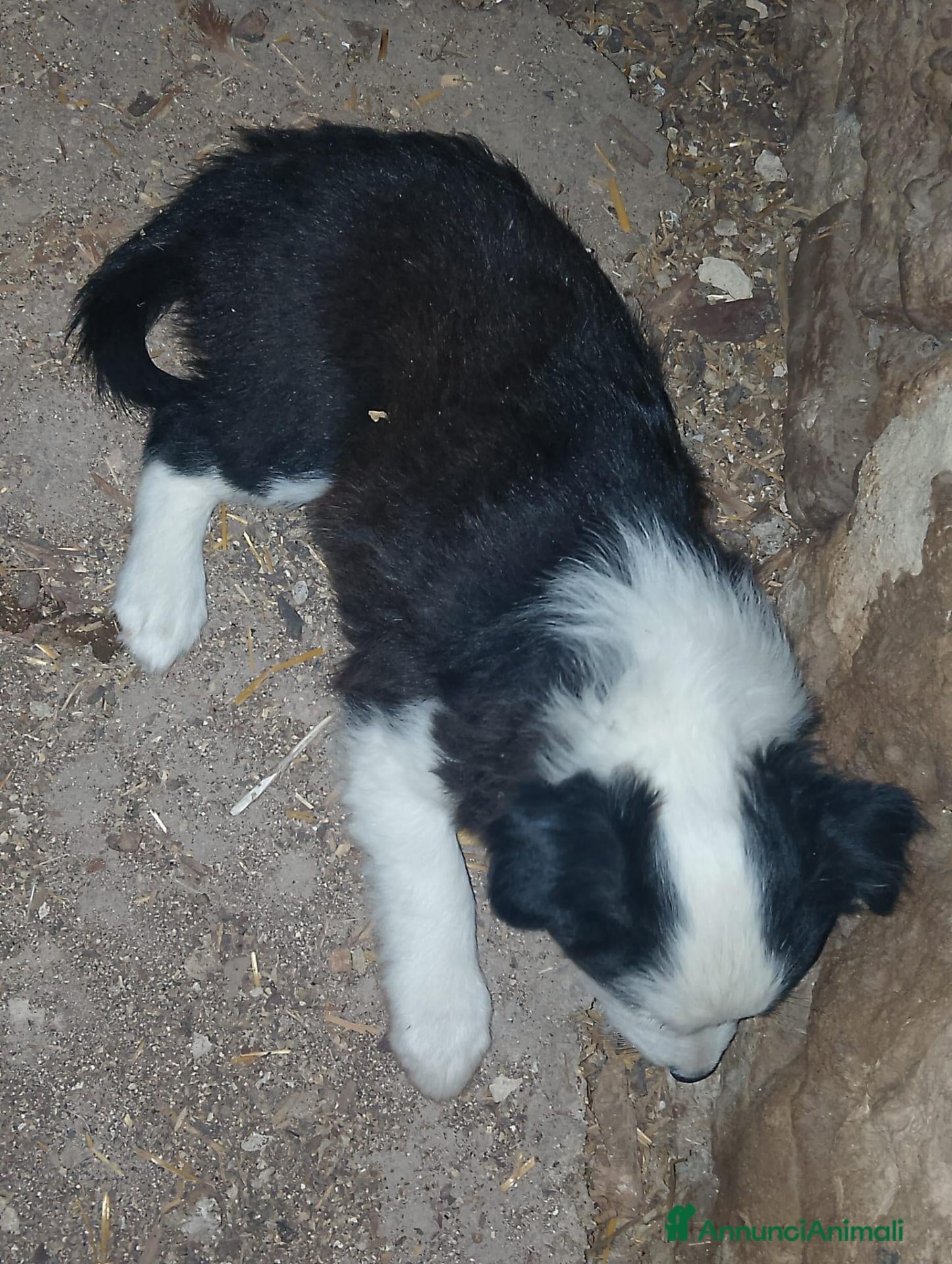 Border Collie cani regalo cuccioli di border collie - Annuncio 1