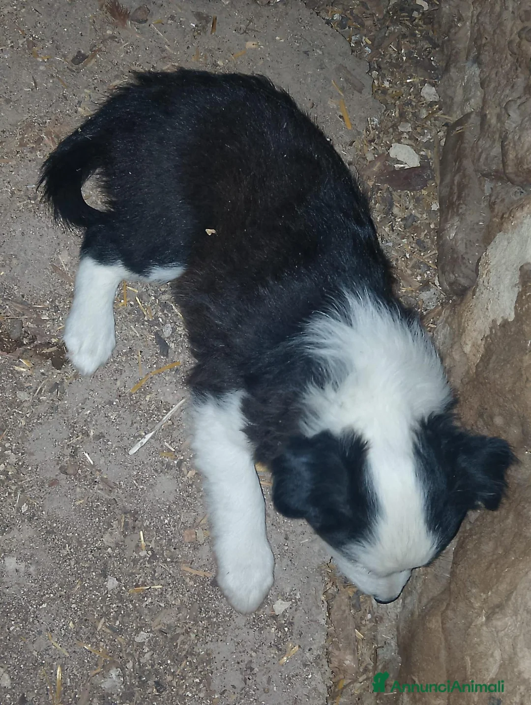 Border Collie cani in regalo: regalo cuccioli di border collie - Annuncio 1