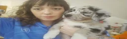 Border Collie cani in regalo: pastore australiano e border collie a Provincia di Monza e della Brianza - Annuncio 1