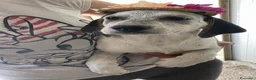 Meticcio cani in regalo: LA TENERISSIMA SIRYA ASPETTA TE - Annuncio 13