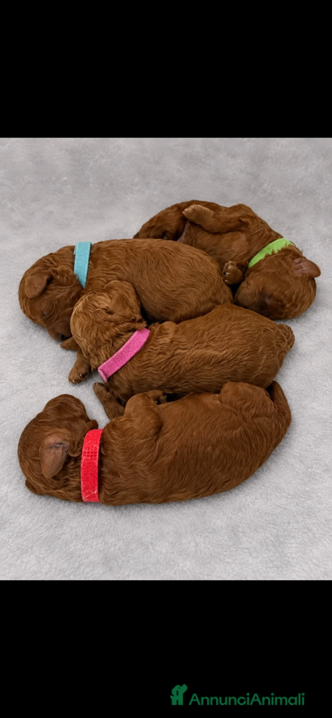 Barboncino Toy cani in vendita: Cuccioli di barboncino toy e mini toy rosso  a Provincia di Brindisi - Annuncio 8
