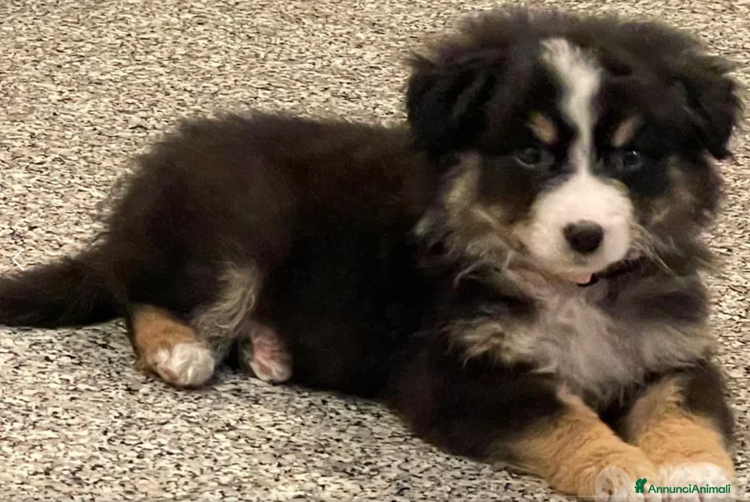 Border Collie cani in vendita: Cucciola border collie - Annuncio 4