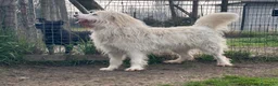 Meticcio cani in regalo: BUTTATO VIA DALLA SUA PADRONA... a Città Metropolitana di Bologna - Annuncio 4