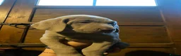 Weimaraner cani in vendita:  CUCCIOLI DISPONIBILI di Weimaranner  - Annuncio 3