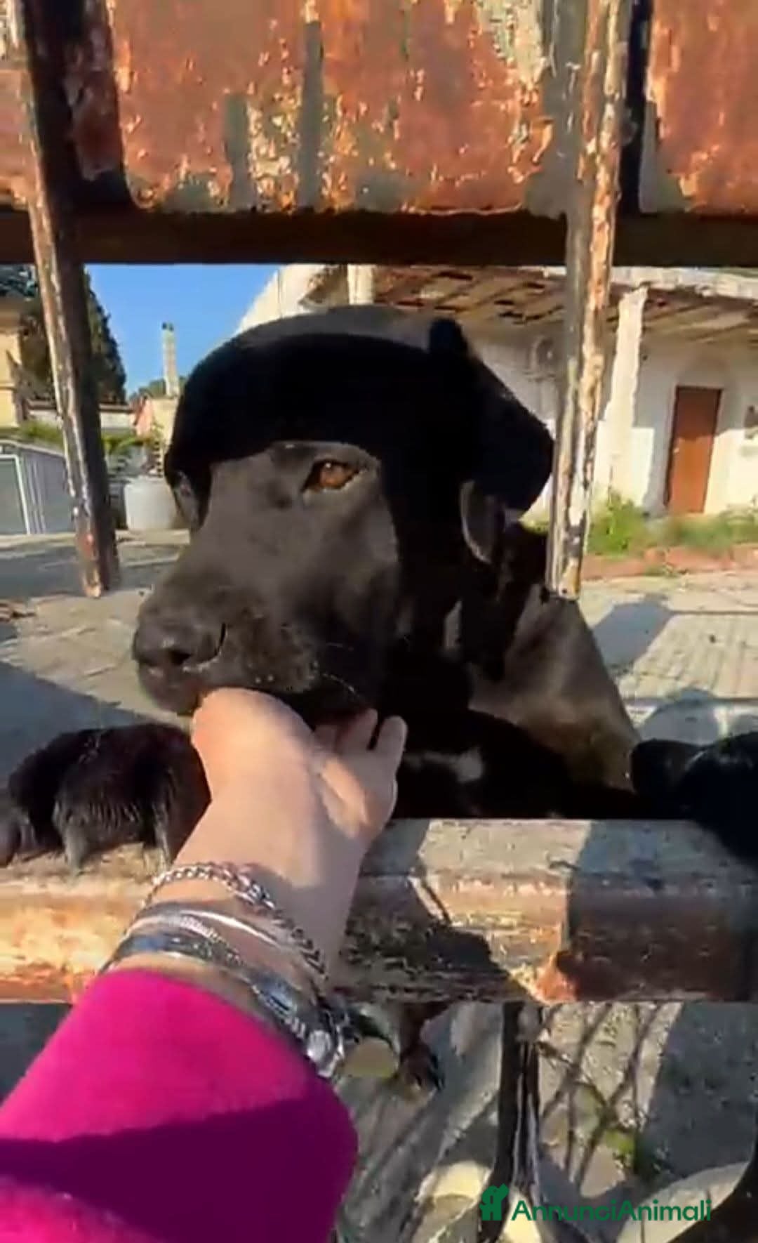 Cane Corso cani ADOZ.DEL💔:lo lasciano lì : la casa è in vendita.. - Annuncio 2
